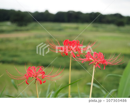 赤い彼岸花 秋の風物詩 季節を彩る秋の赤 曼珠沙華を愛でる。 赤い彼岸花 秋の風物詩 季節を彩る秋の赤 曼珠沙華を愛でる。 107303486