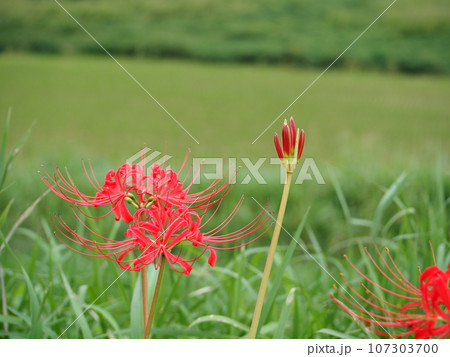秋の風物詩 曼珠沙華 彼岸花 きれいな赤を楽しむ 秋の風物詩 曼珠沙華 彼岸花 きれいな赤を楽しむ 107303700