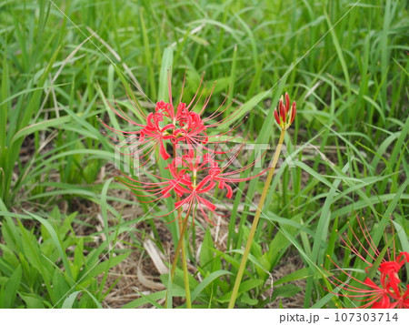 秋の風物詩　曼珠沙華　彼岸花　きれいな赤を楽しむ 107303714