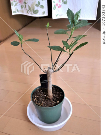 バオバブ　2年物　アダンソニア・ディギタータ 107303843