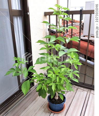 bell tree plant Lynwood Forsythia Golden Bell – Sammy's Plant World