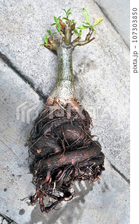 バオバブ　7年物　根腐れ　根詰まり　アダンソニア・ディギタータ 107303850