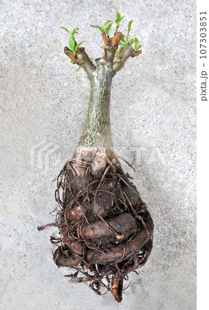 バオバブ　7年物　根腐れ　根詰まり　アダンソニア・ディギタータ 107303851