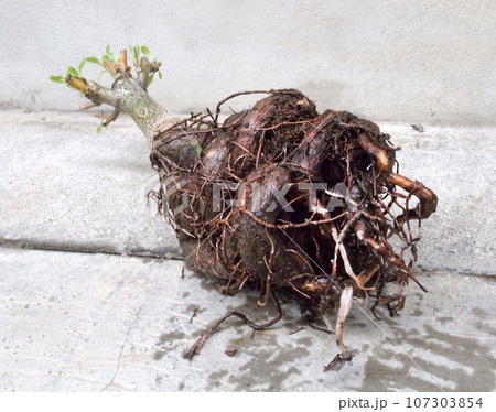 バオバブ　7年物　根腐れ　根詰まり　アダンソニア・ディギタータ 107303854