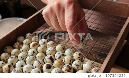 a man's hand places a tiny spotted quail egg with selected eggs in an incubation box, home-breeding quails in a simple incubator, laying small poultry eggs on the grid of incubation equipment 107304222