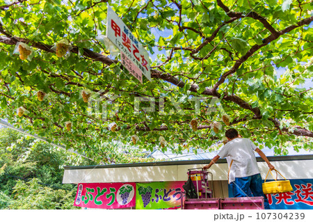 （山梨県）ぶどう狩りする人　 107304239