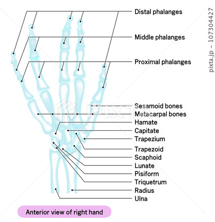 レントゲン風人の手の骨の英語説明付きイラスト 107304427