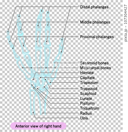 レントゲン風人の手の骨の英語説明付きイラスト 107304427