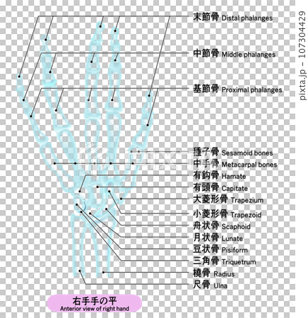 Illustration of X-ray-like human hand bones with English explanation Illustration of X-ray-like human hand bones with English explanation 107304429