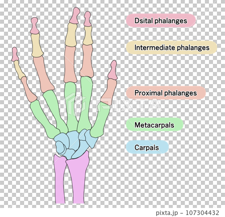 Illustration of the bones of a human hand divided into areas with explanations 107304432