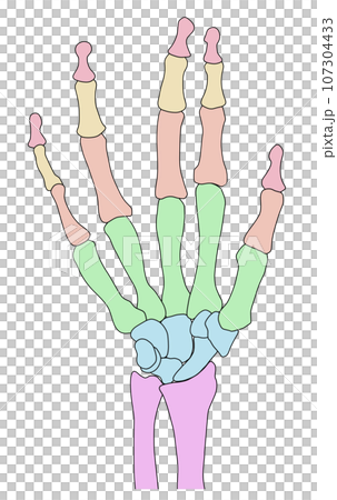 Illustration of human hand bones 107304433