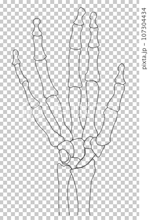 Illustration of human hand bones Illustration of human hand bones 107304434