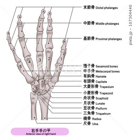 リアルな人の手の骨の説明付き（日本語と英訳）イラスト 107304440