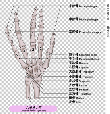 リアルな人の手の骨の説明付き（日本語と英訳）イラスト 107304440