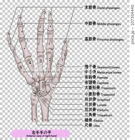 リアルな人の手の骨の説明付き（日本語と英訳）イラスト 107304440