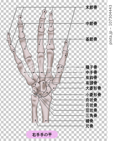 リアルな人の手の骨の説明付きイラスト リアルな人の手の骨の説明付きイラスト 107304443