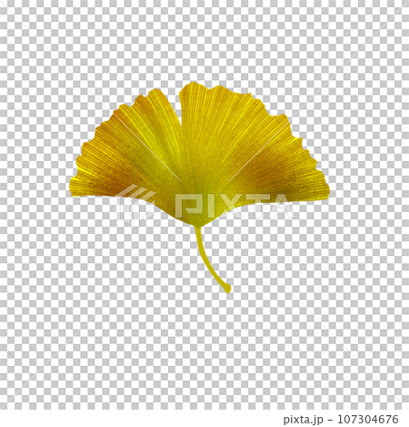 Gingko 3 Gingko 3 107304676