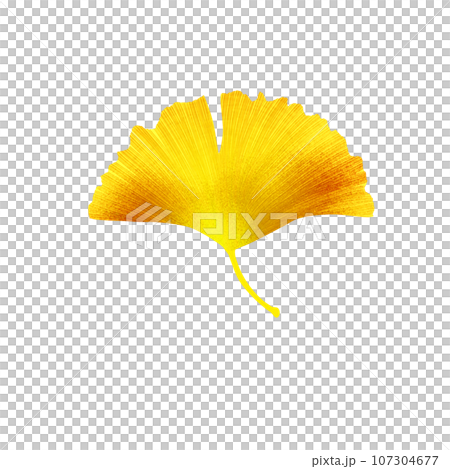 Gingko 2 Gingko 2 107304677