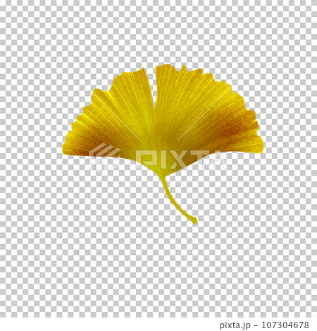 Gingko 1 Gingko 1 107304678