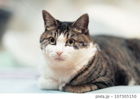 こちらを向くきじしろのねこ こちらを向くきじしろのねこ 107305150