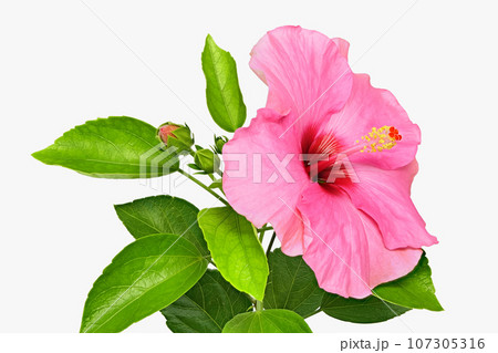 【ハイビスカス】(深度合成) 107305316