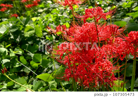 曼珠沙華 107305473