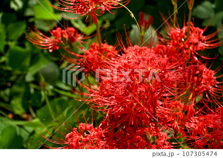 曼珠沙華 107305474