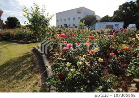 荒尾市　おもやい市民花壇　バラの花、 107305968