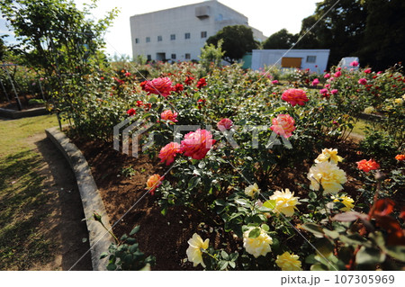 荒尾市　おもやい市民花壇　バラの花、 107305969