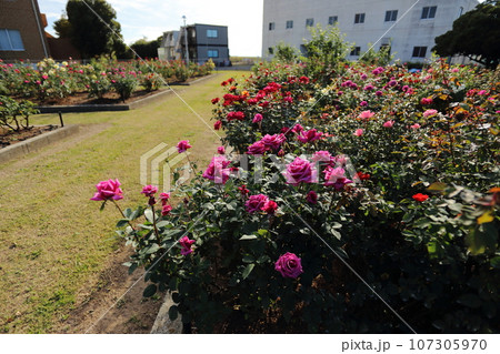 荒尾市　おもやい市民花壇　バラの花、 107305970