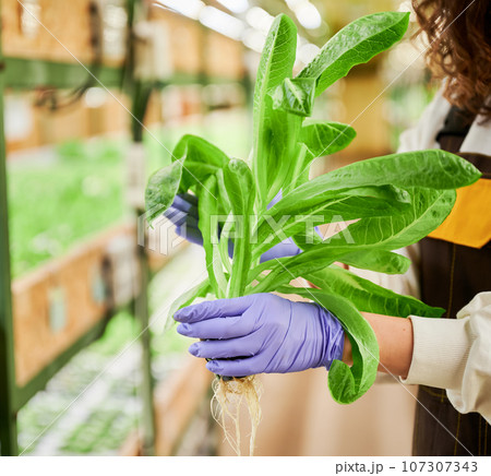 Close up of female gardener hands in garden rubber gloves holding leafy green plant on blurred background. Woman with leafy greens in hands standing in greenhouse. 107307343