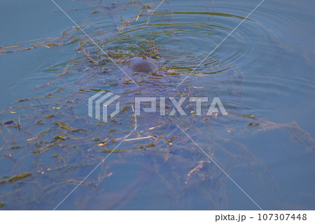 用水路にいる鯉 107307448