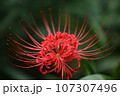 赤い彼岸花・背景暗い緑 107307496