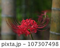 赤い彼岸花・背景竹林 107307498