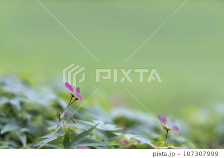 モミジの赤い種子と草叢をぼかした初夏風景 モミジの赤い種子と草叢をぼかした初夏風景 107307999