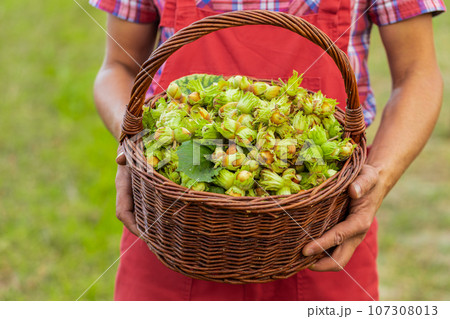 Close-up of man farmer hands shows good harvest of raw hazelnuts holding a full basket in garden Close-up of man farmer hands shows good harvest of raw hazelnuts holding a full basket in garden 107308013