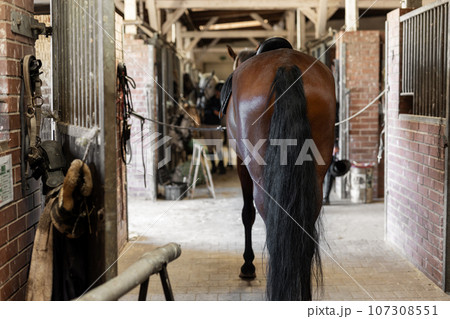 Back view thoroughbred bay horse in rural farm or ranch stable. Interior of horse school training stall with ready to go prepared brown stallion Back view thoroughbred bay horse in rural farm or ranch stable. Interior of horse school training stall with ready to go prepared brown stallion 107308551
