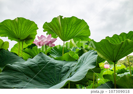 蓮の花のある風景 蓮の花のある風景 107309018