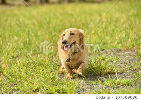 芝生の上を闊歩する犬 107309080