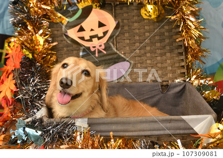 ハロウィンの装飾されたかごに入る犬 107309081