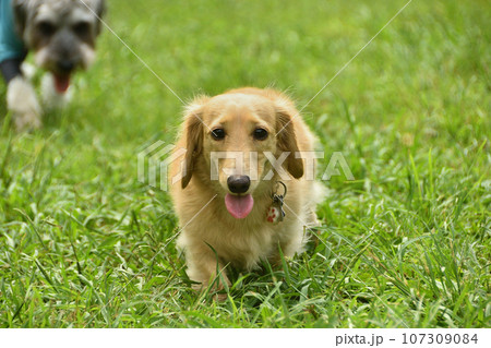 芝生の上を闊歩する犬 芝生の上を闊歩する犬 107309084