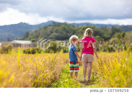 Kids visit rice plantation in Asia. Paddy field. Kids visit rice plantation in Asia. Paddy field. 107309258