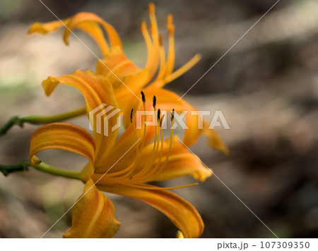 9月に咲いたノカンゾウ 9月に咲いたノカンゾウ 107309350