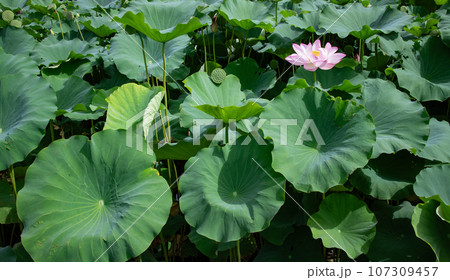 葉の間から顔を出した蓮の花 107309457