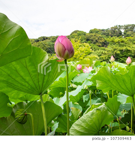 蓮の花とつぼみ 蓮の花とつぼみ 107309463