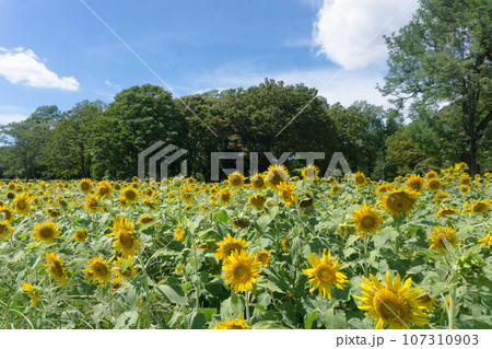 小金井公園のヒマワリ畑 107310903