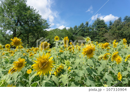 小金井公園のヒマワリ畑 107310904