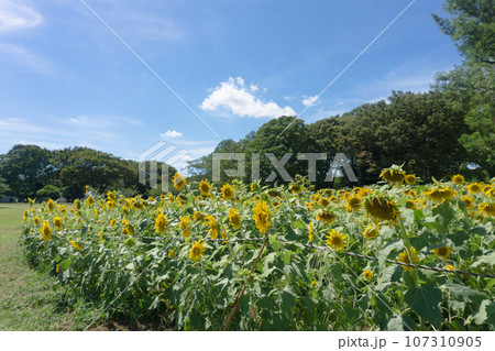 小金井公園のヒマワリ畑 107310905