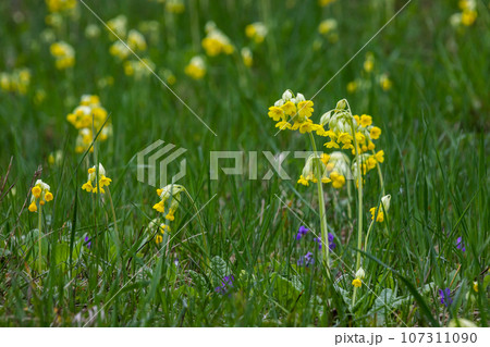 Yellow Primula veris cowslip, common cowslip, cowslip primrose on soft green background.Selective focus Yellow Primula veris cowslip, common cowslip, cowslip primrose on soft green background.Selective focus 107311090