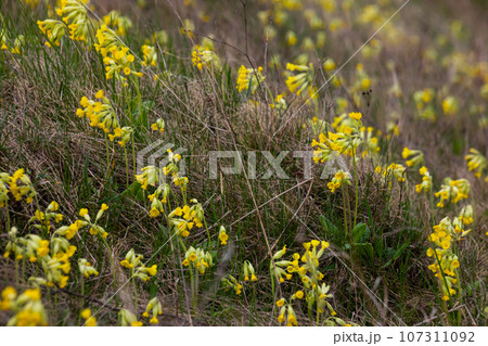 Yellow Primula veris cowslip, common cowslip, cowslip primrose on soft green background.Selective focus Yellow Primula veris cowslip, common cowslip, cowslip primrose on soft green background.Selective focus 107311092